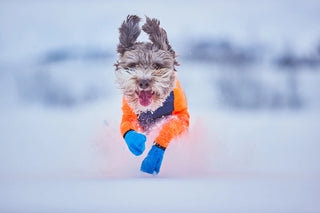 Hund med Nonstop Dogwear Snow Protector og Long Distance Booties