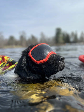 Hund i vannet med røde Rex Specs solbriller