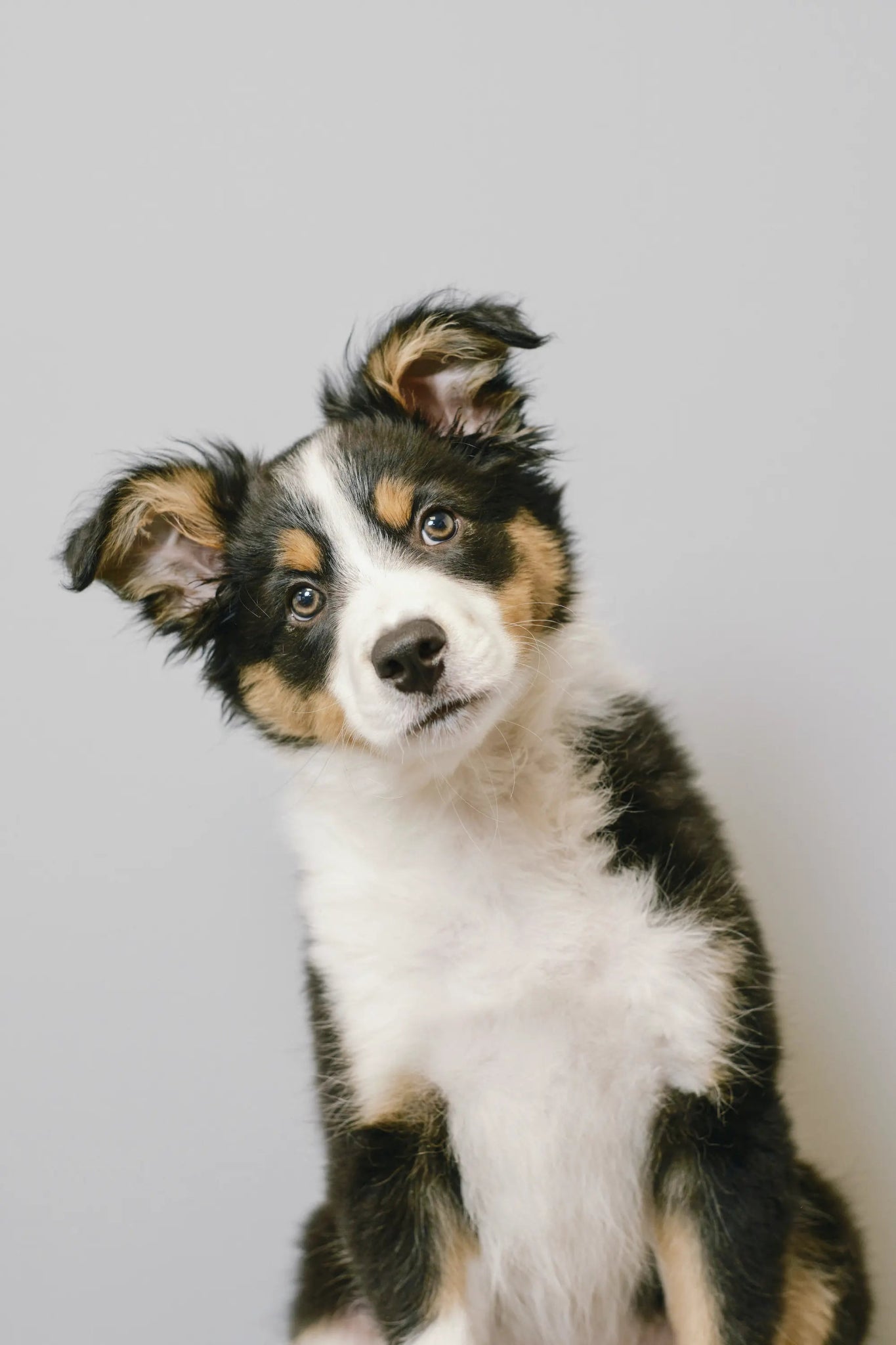 Julevarer til hund & katt - A-Vet Shop