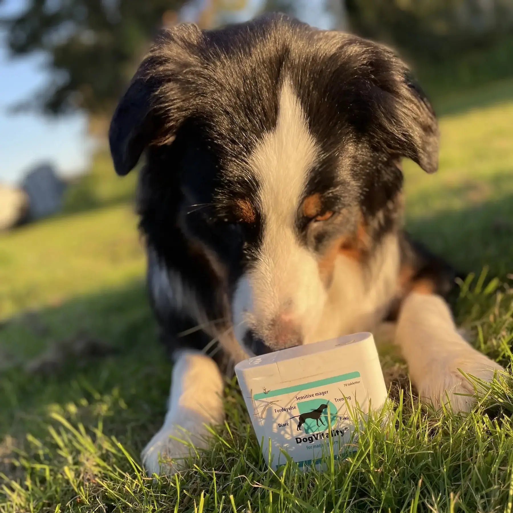 Mage- og tarmprodukter til hund - A-Vet Shop