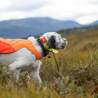 Hund på jakt med Nonstop dogwear