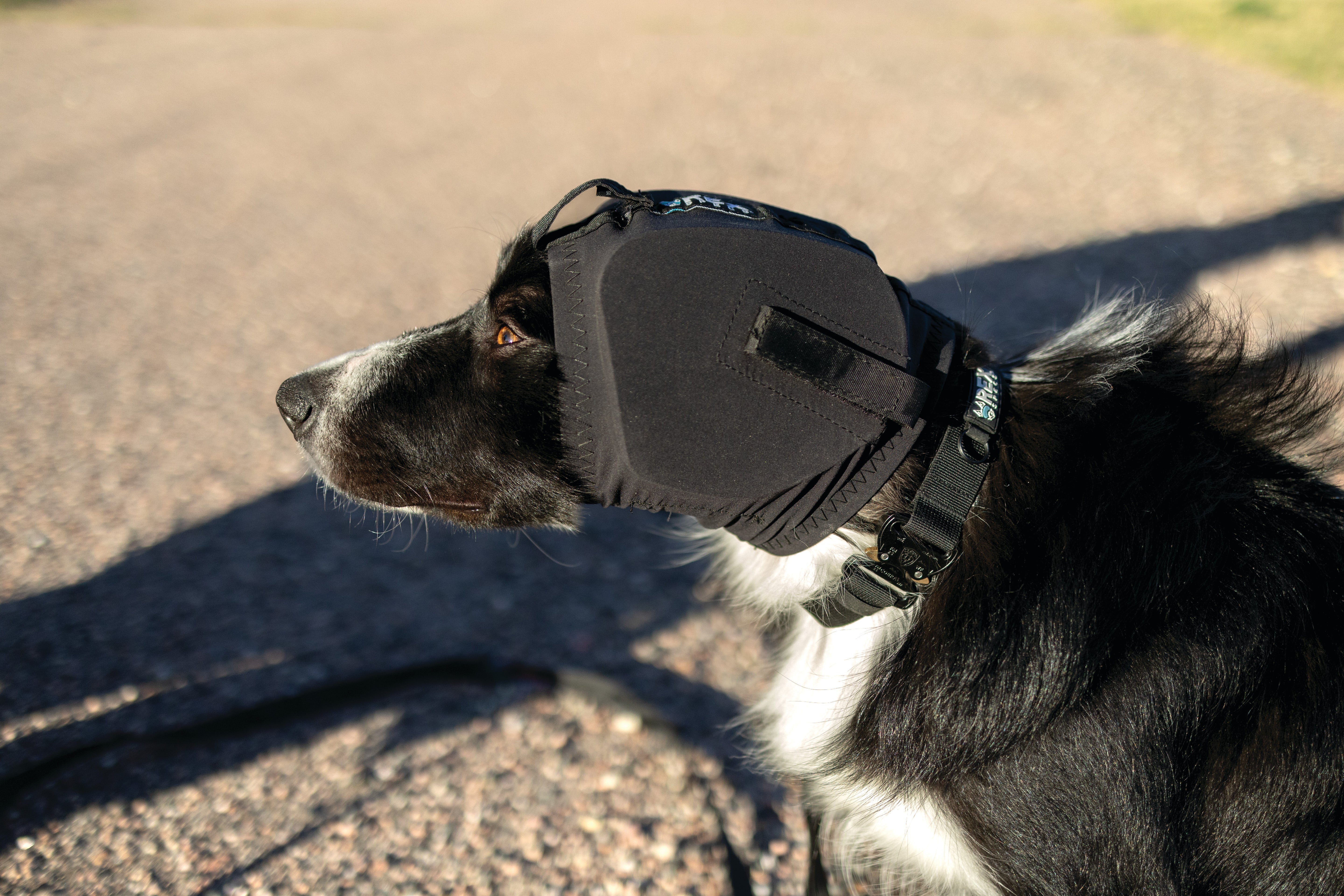 Rex Specs Ear Pro - Ørebeskyttelse