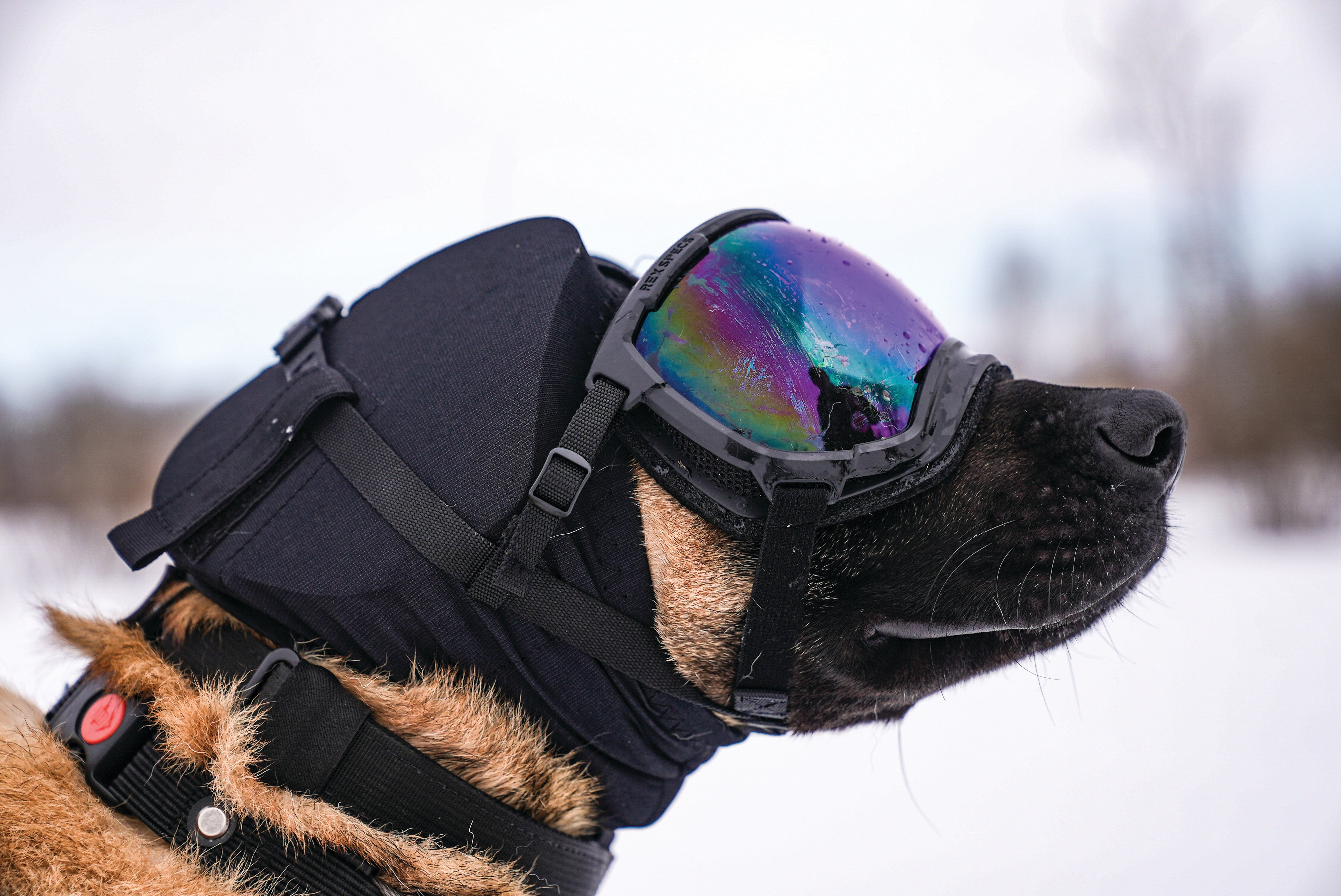 Rex Specs Ear Pro - Ørebeskyttelse
