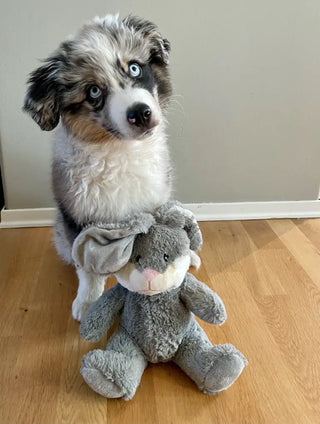 Monty, Miniature American Shepherd, med kosebamse