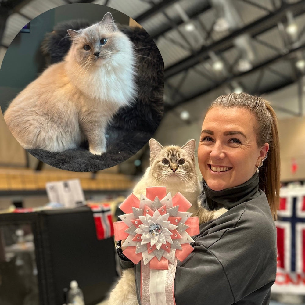IG: vienna_the_ragdoll