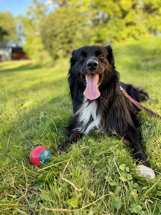 Nero, Miniature American Shepherd, med KONG Ball