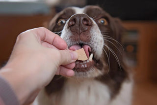 JR Pure Venison Paté