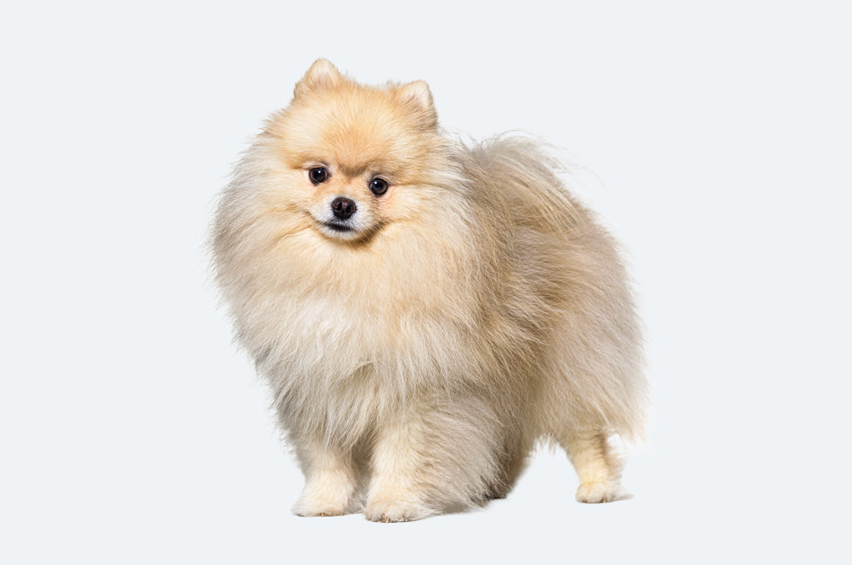 pomeranian hund med lys pels mot lyseblå bakgrunn
