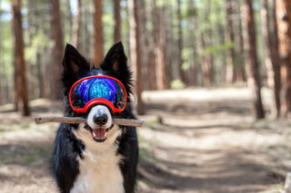 Hund, border collie, med røde Rex Specs briller i skogen