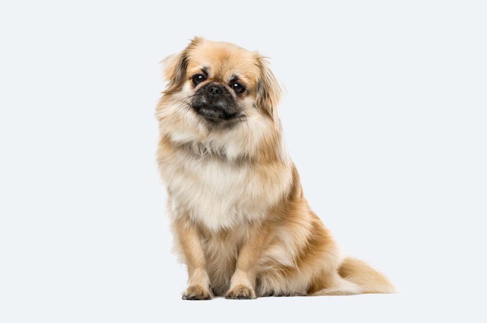sittende tibetansk spaniel med lys pels mot lyseblå bakgrunn