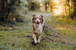 Hund, Australian Shepherd, foto: Celine Druguet / Unsplash