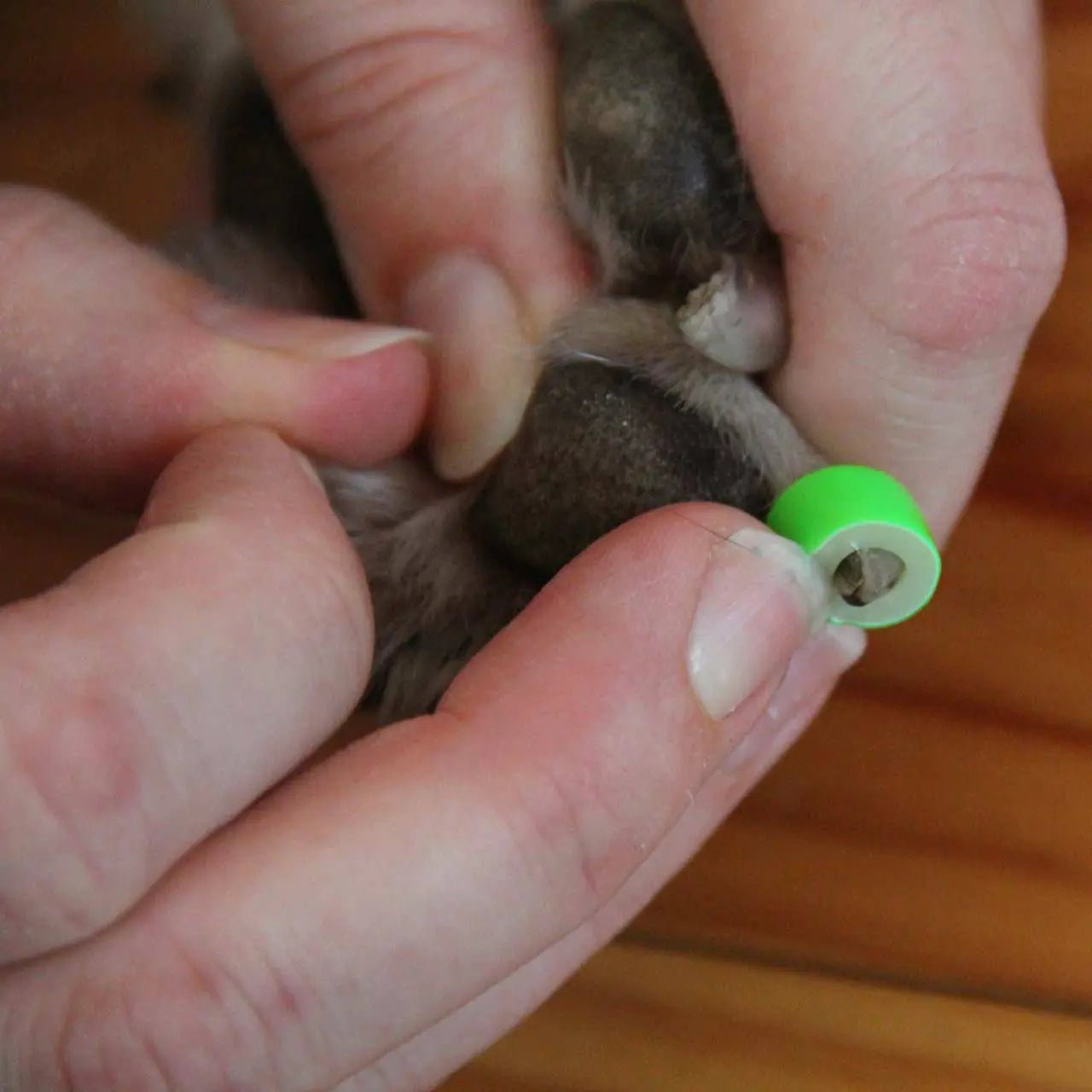 Dr. Buzby's ToeGrips - Hund - A - Vet Shop