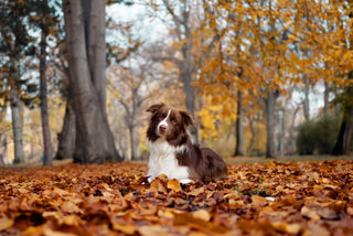 Hund, border collie, i høstblader