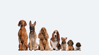 7 ulike hunderaser som sitter på rekke 