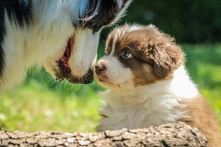 Valp, Australian Shepherd, foto: Jametlene Reskp / Unsplash