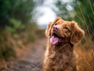 Hund, toller, Foto: Jamie Street / Unsplash