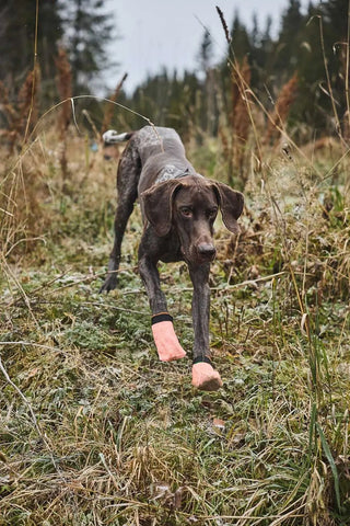 Non - stop Protector Light Socks - A - Vet Shop