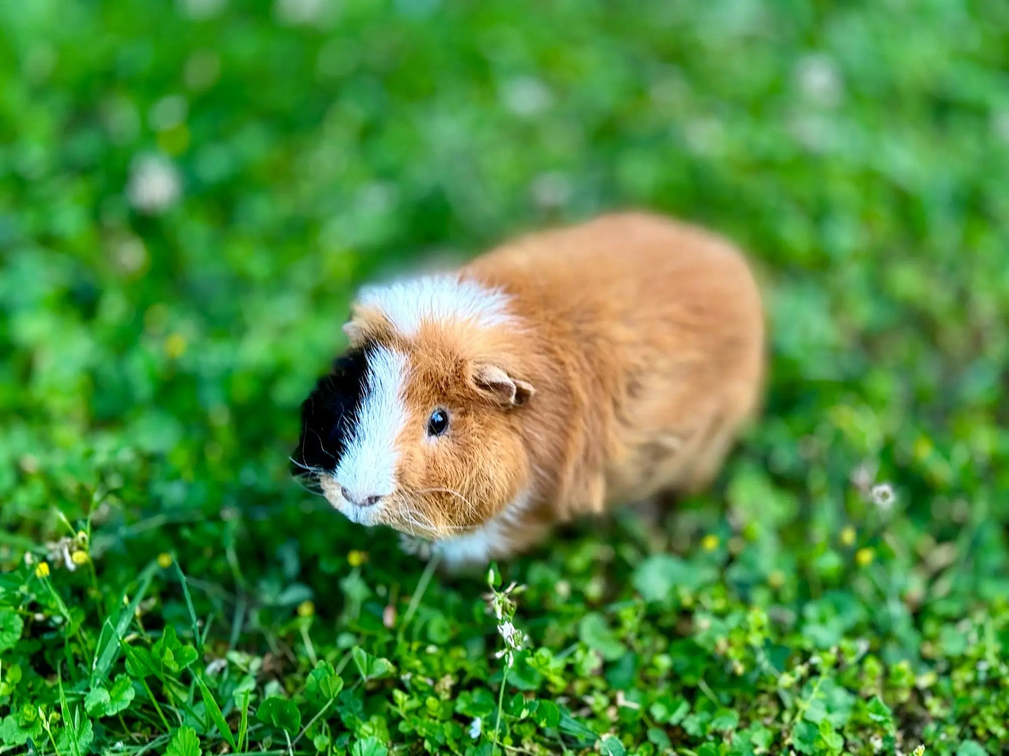 Marsvin, foto: Sebastian Piekos / Unsplash
