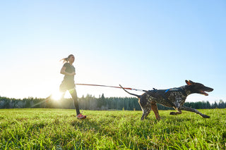 Non-stop Bungee Leash