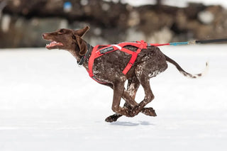 Non-stop Combined Harness