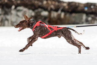 Non-stop Combined Harness