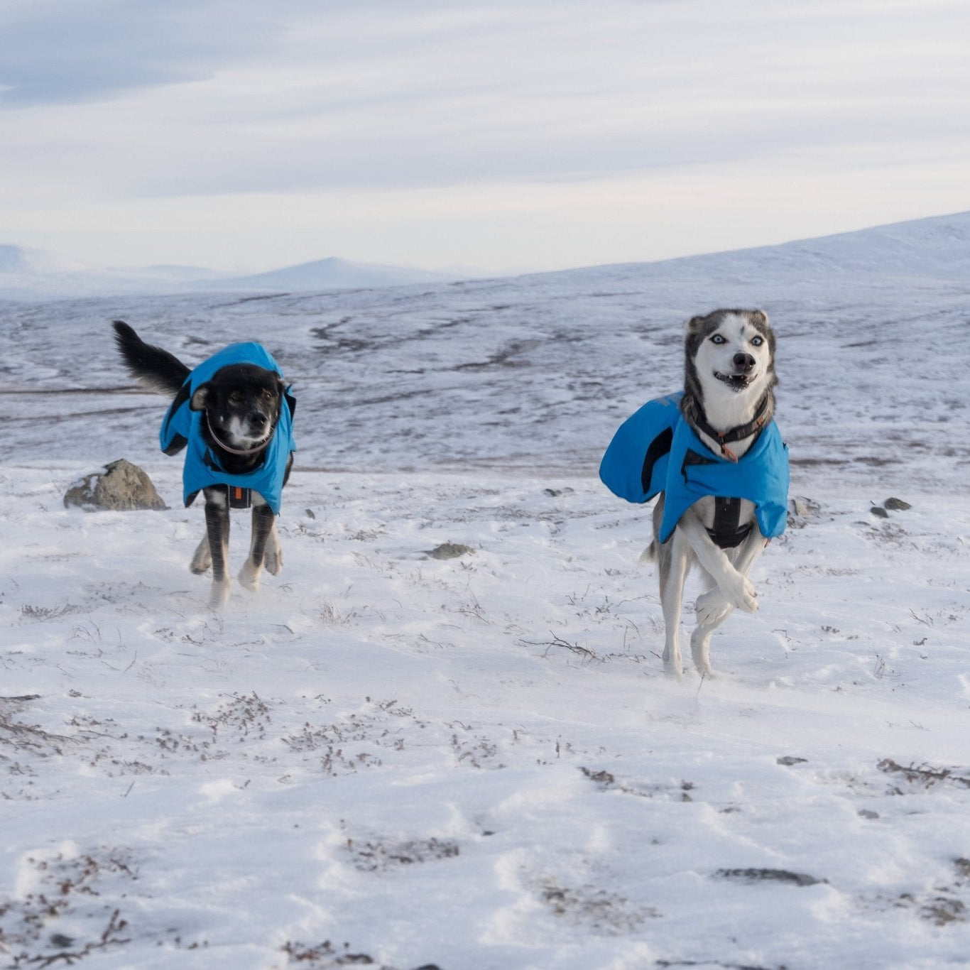 Non - stop Blest Jacket - A - Vet Shop