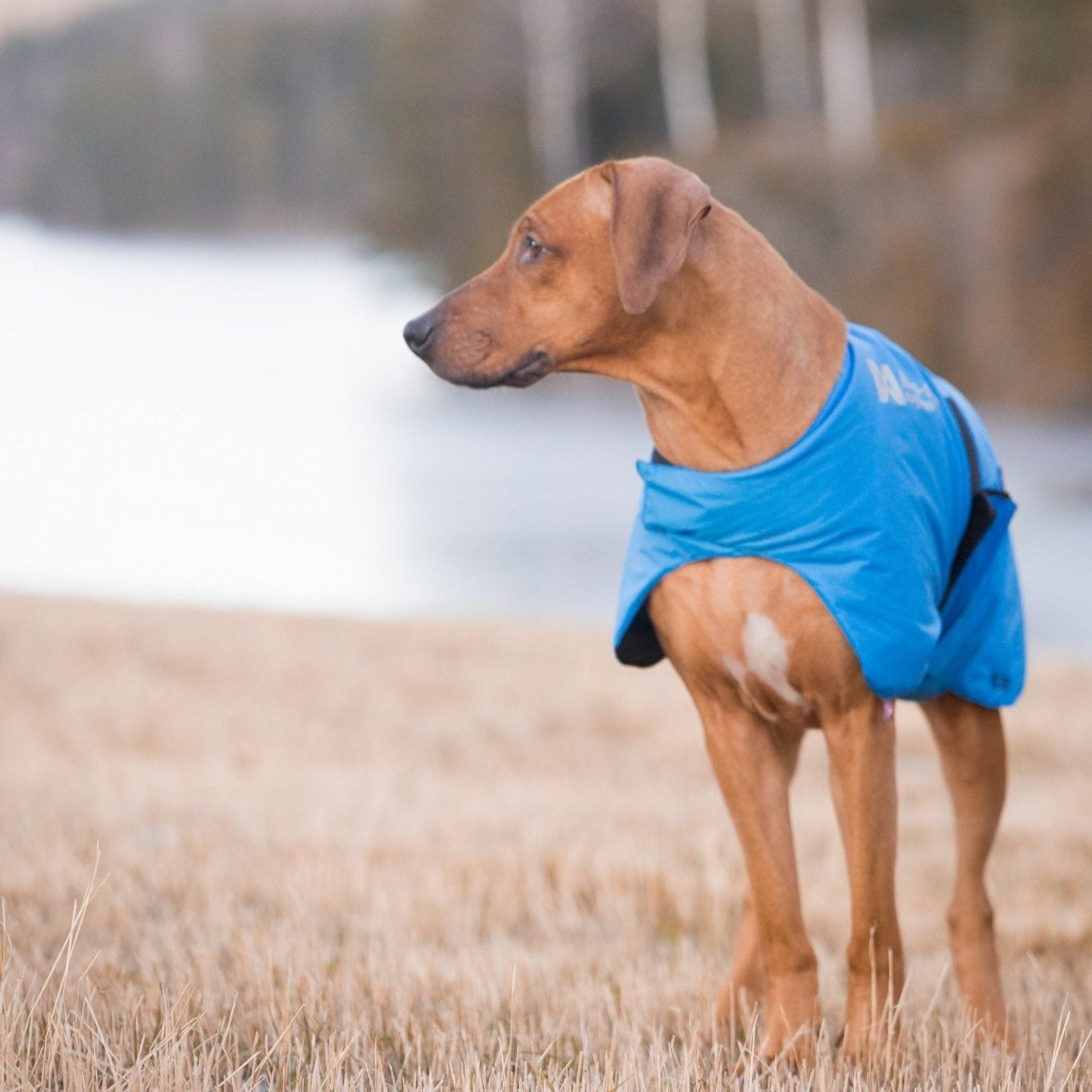 Non - stop Blest Jacket - A - Vet Shop