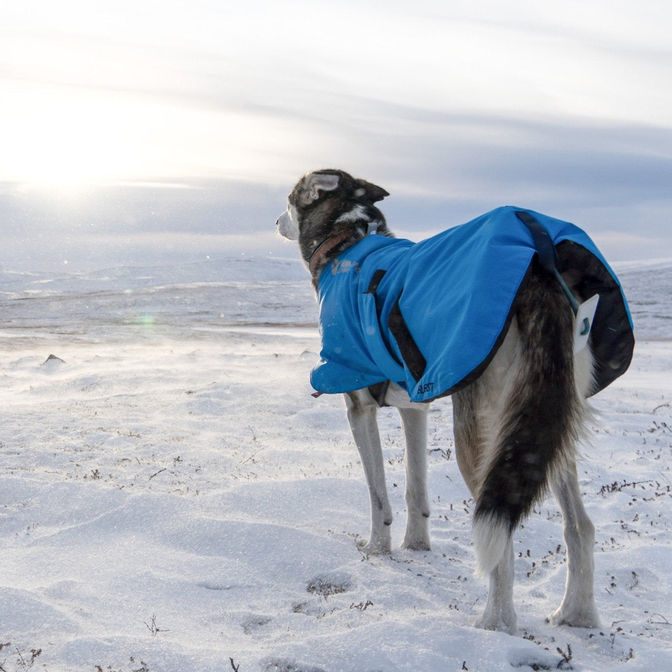 Non - stop Blest Jacket - A - Vet Shop