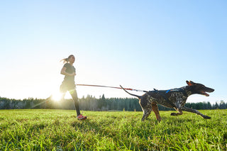 Non - stop Bungee Leash - A - Vet Shop