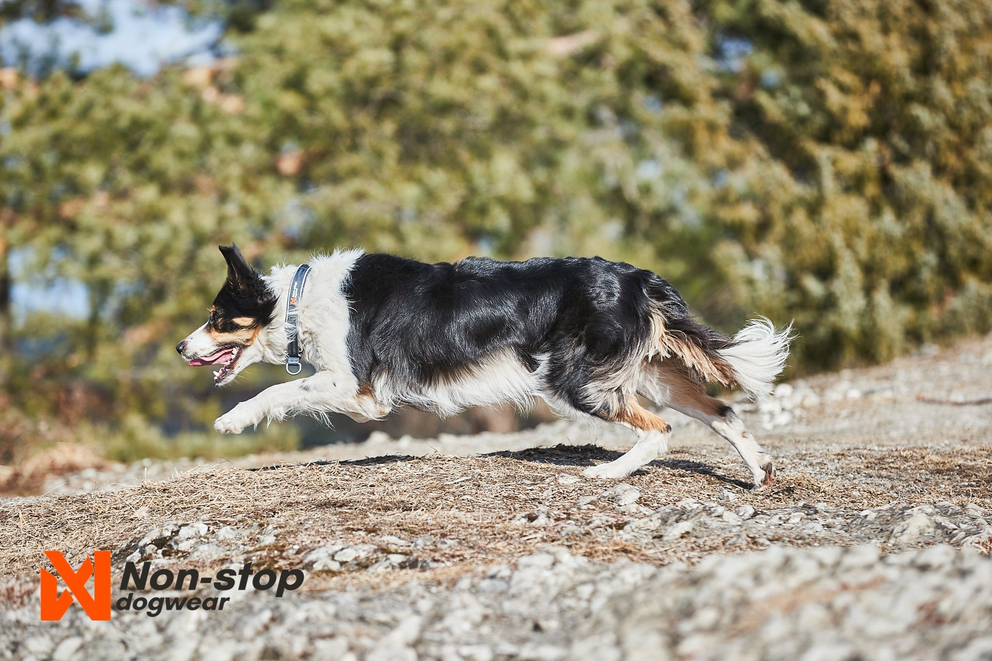 Non - stop Cruise Collar - A - Vet Shop