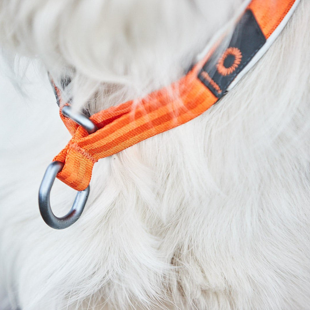 Non - stop Cruise Collar - A - Vet Shop