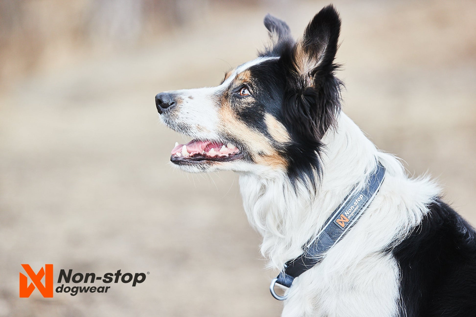 Non - stop Cruise Collar - A - Vet Shop