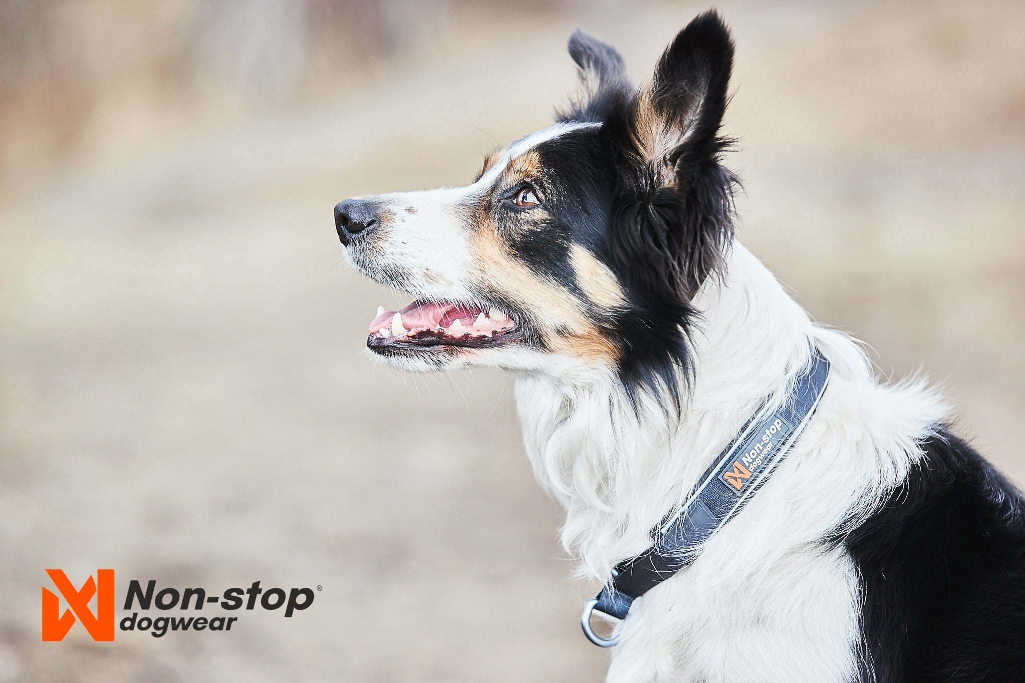 Non - stop Cruise Collar - A - Vet Shop