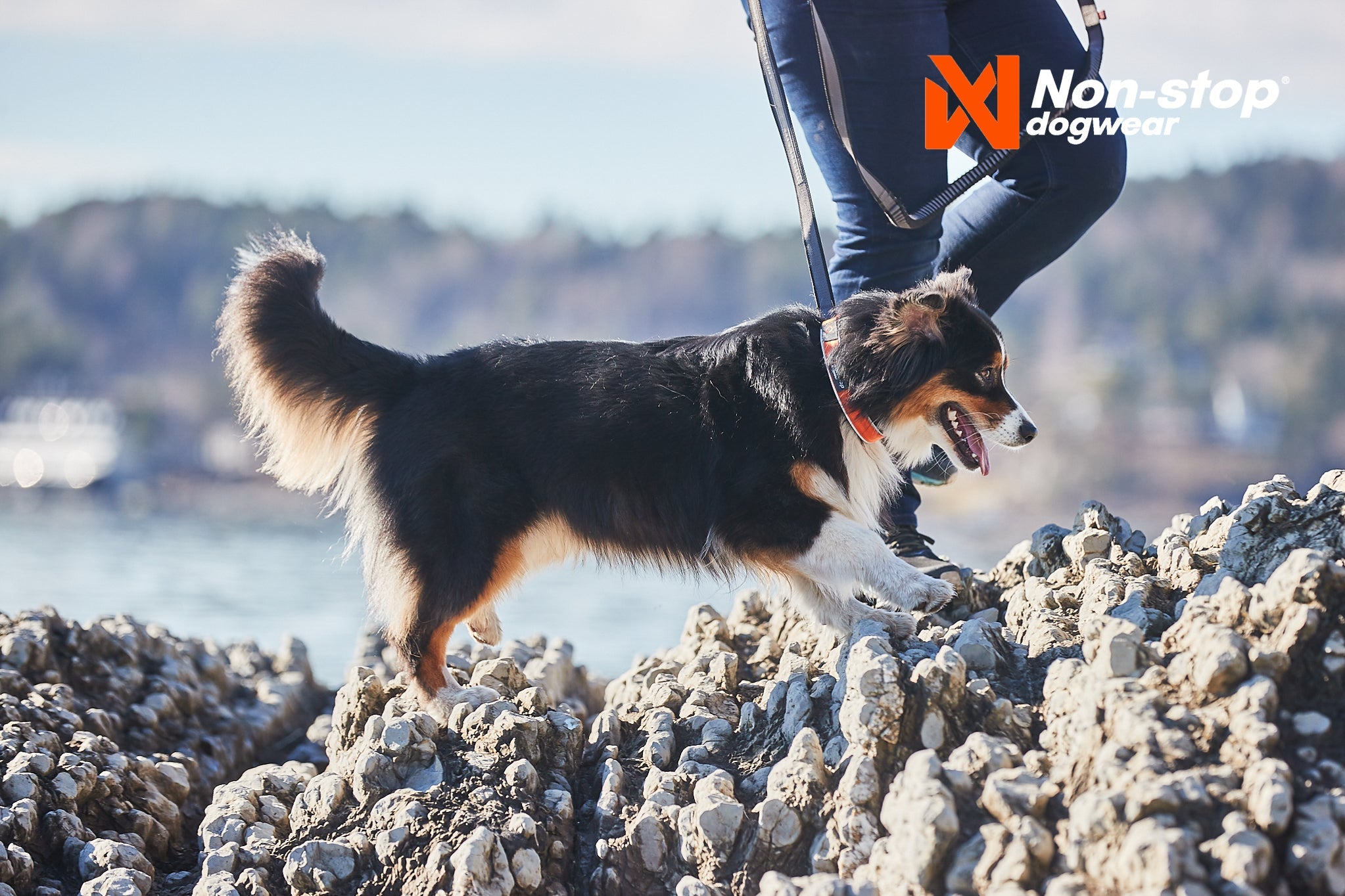 Non - stop Cruise Collar - A - Vet Shop