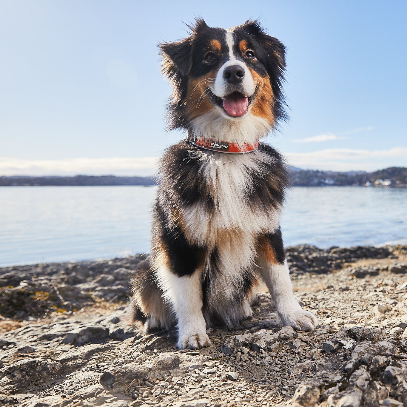 Non - stop Cruise Collar - A - Vet Shop