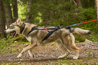 Non - stop Freemotion Harness - A - Vet Shop