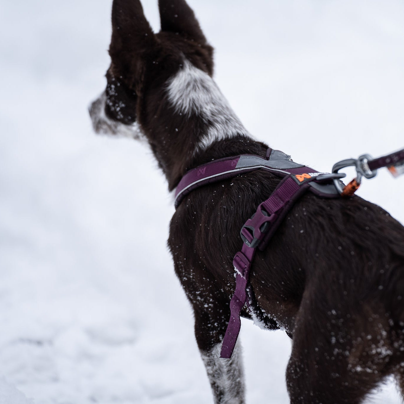 Non - stop Line Harness 5.0 - A - Vet Shop