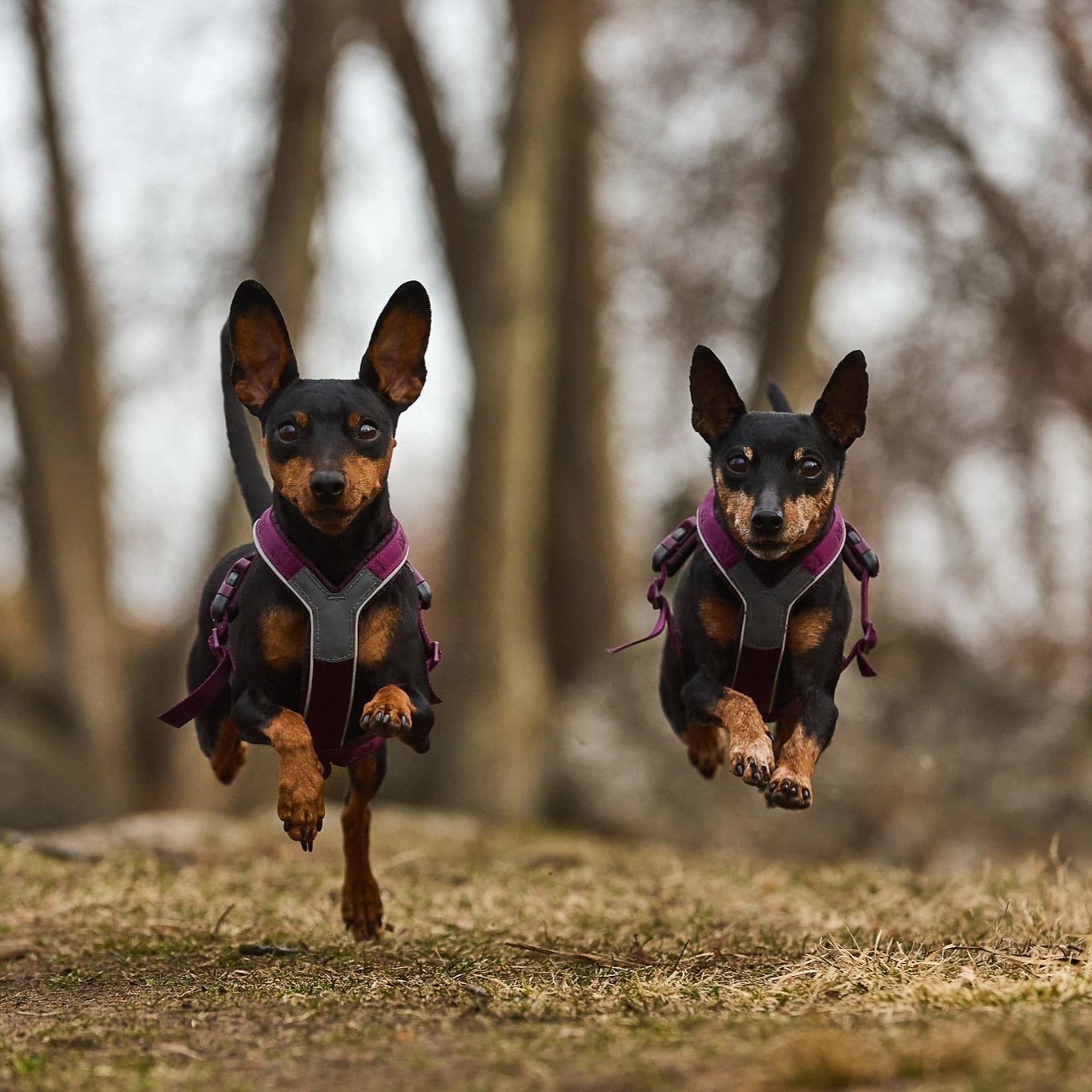 Non - stop Line Harness 5.0 - A - Vet Shop