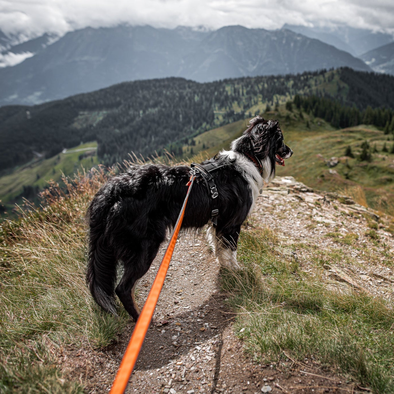 Non - stop Line Harness Grip - A - Vet Shop