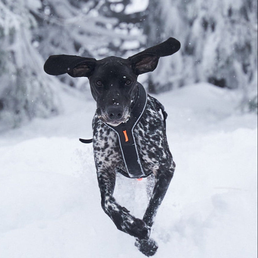 Non - stop Line Harness Grip - A - Vet Shop