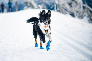 Non - stop Long Distance Bootie - A - Vet Shop