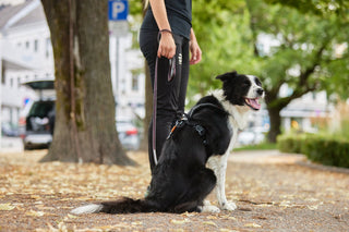 Non - stop Move Leash - A - Vet Shop