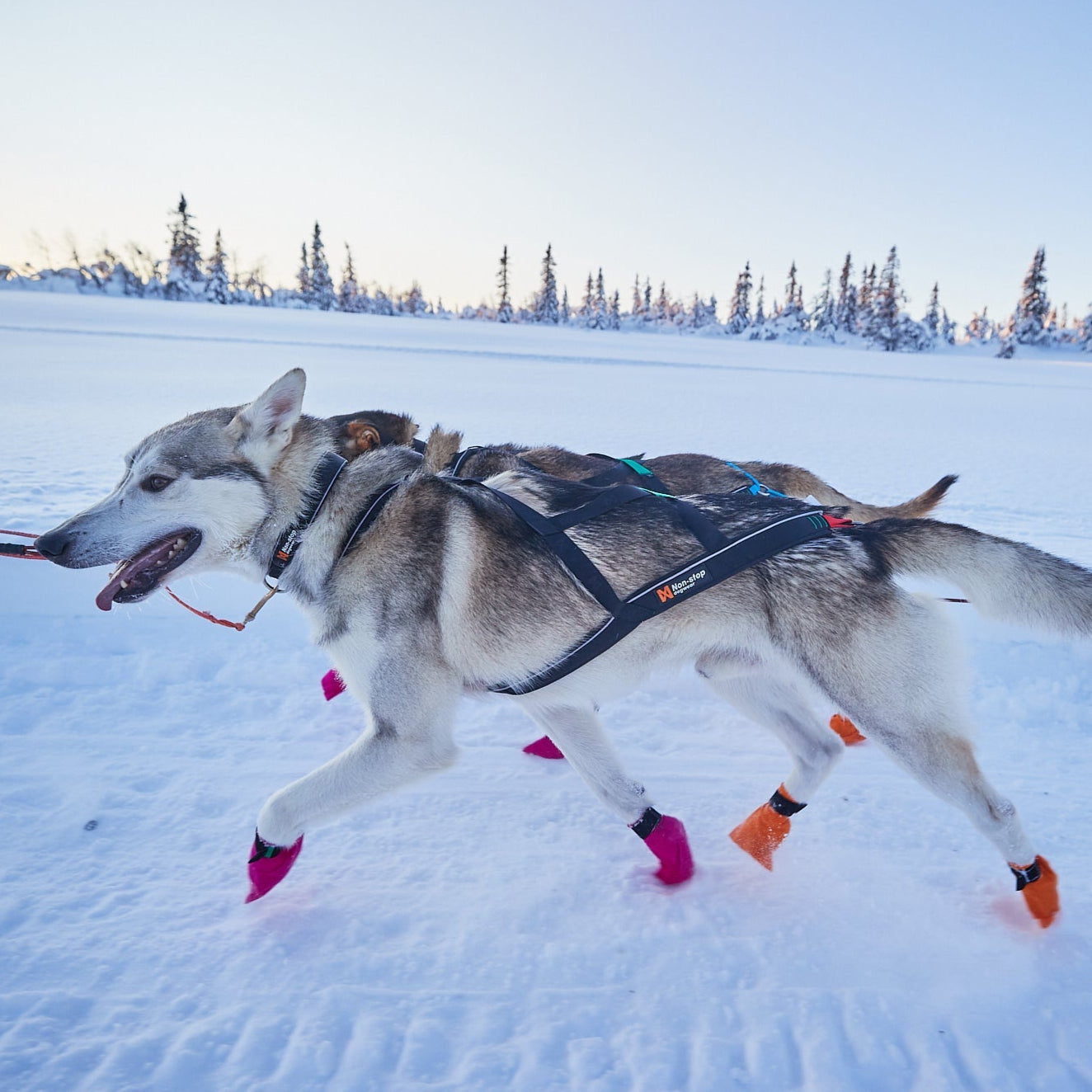 Non - stop Nansen Nome Harness 5.0 - A - Vet Shop