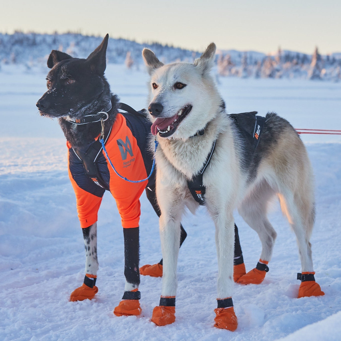 Non - stop Nansen Nome Harness 5.0 - A - Vet Shop
