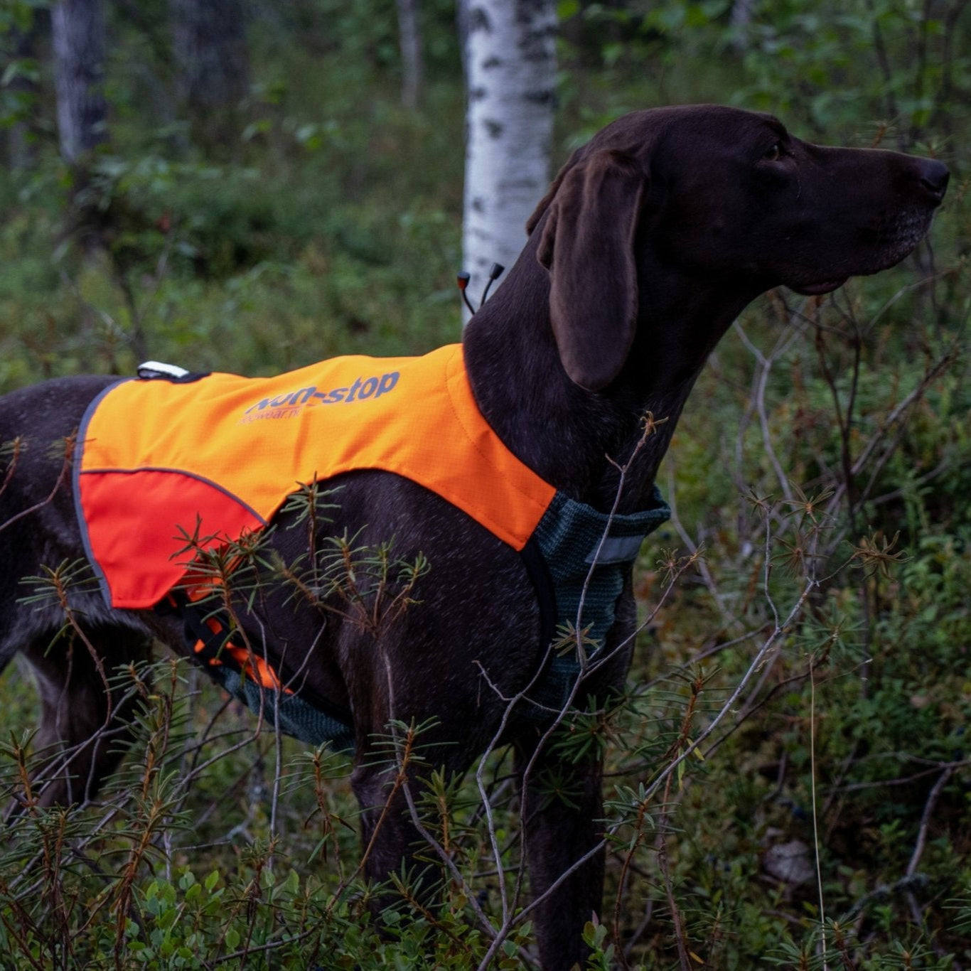 Non - stop Protector Vest - A - Vet Shop