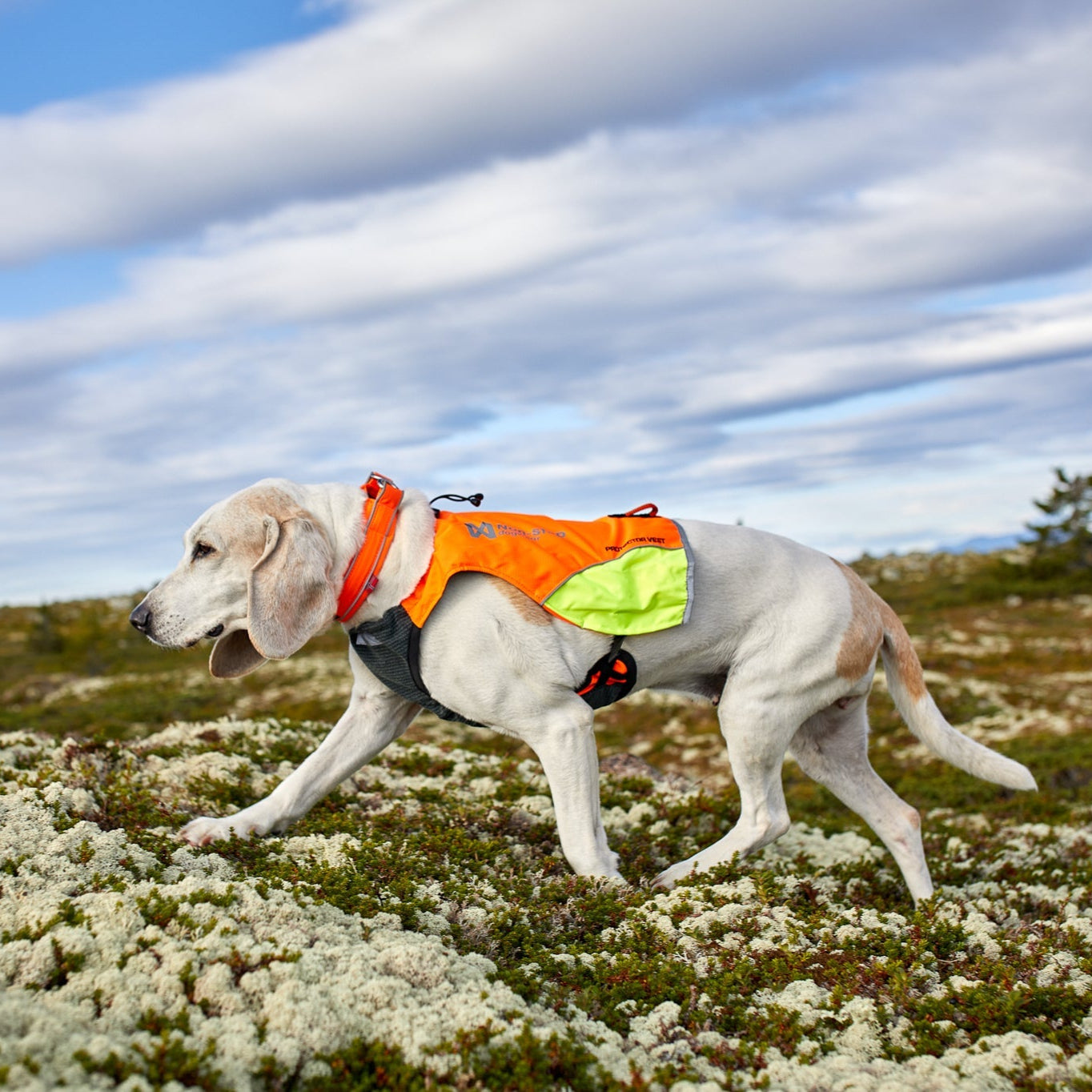 Non - stop Protector Vest - A - Vet Shop