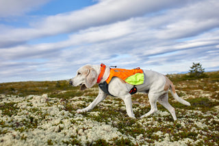 Non - stop Protector Vest - A - Vet Shop