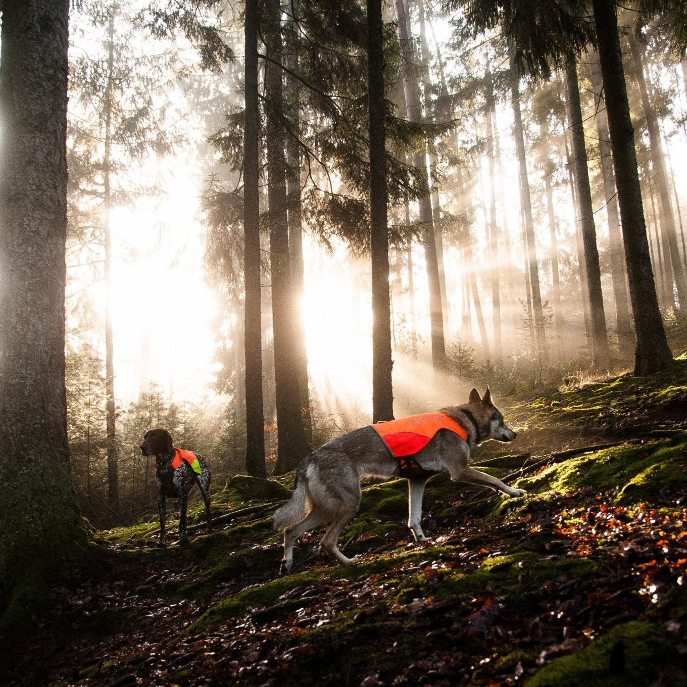 Non - stop Protector Vest - A - Vet Shop