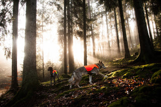 Non - stop Protector Vest - A - Vet Shop