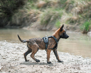 Non - stop Ramble Harness - A - Vet Shop